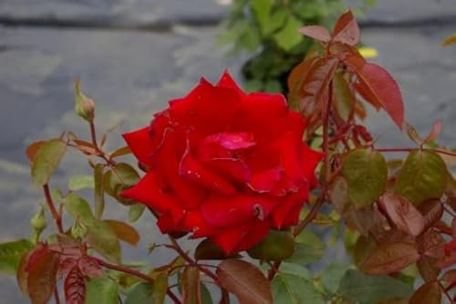 Edelrose Ingrid Bergman® - Rosa Ingrid Bergman® - Teehybride - dunkelrot - Duft+