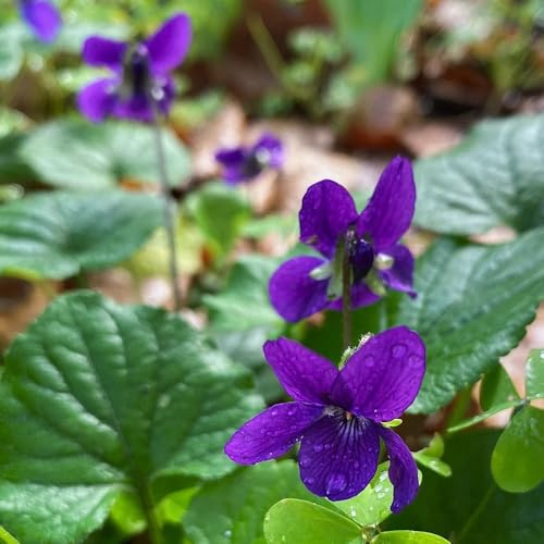 Semillas de violeta fragantes, de jardín de viola odorata, semillas de silvestres cobertura del suelo 20pcs