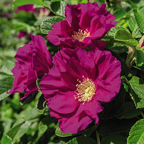 Red Japanese Rose Rugosa 'Rubra' Species Shrub Rose Rosa Thorny Hardy Shrub Fragrant Magenta-Pink Blooms Easy to Grow Flowers 3.5-Litre Potted Plants by Thompson and Morgan