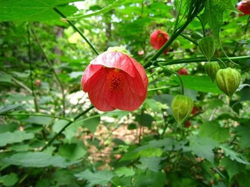 Nouveau Frais 30 pcs Abutilon graines de fleurs