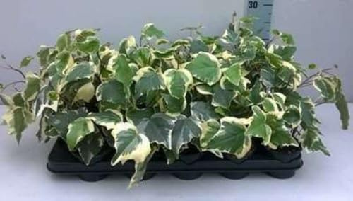 12 x Hedera alg Gloire de Marengo - Lierre Des Canaries en pot 9 x 9 cm
