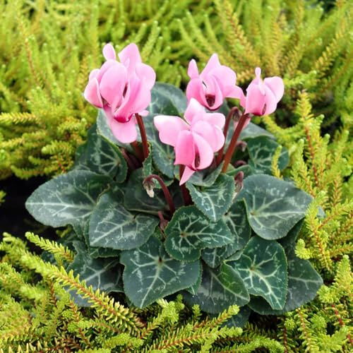 Alpenveilchen dachbegrünung schnittblumen gartenpflanze blumensamen mehrjährig winterhart frühblüher balkonpflanze wildblumen balkonblumen balkon deko blumengarten blumensaat 200samen