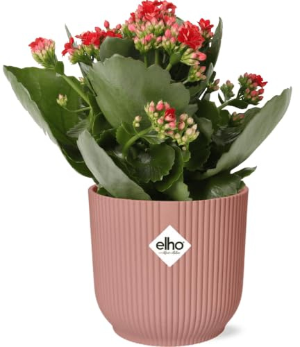 Vibes Kalanchoe Rosalina Don Justino Rojo