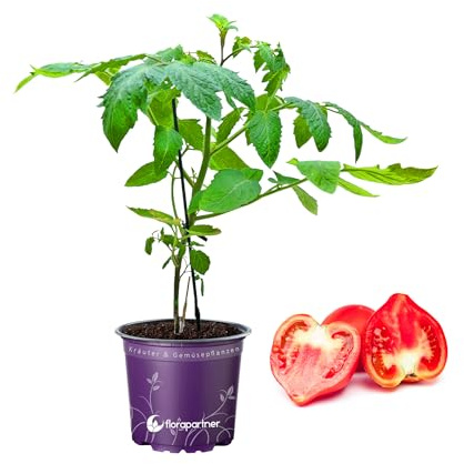 Mini Herz Tomatenpflanze Lycopersicon esculentum Tomaten