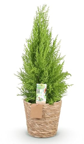 Cupressus Gold Crest Wilma – 85 – 95 cm – 21 cm con cestello – Conifere di facile manutenzione – Cipresso profumato giallo verde per soggiorno, ufficio e ingressi