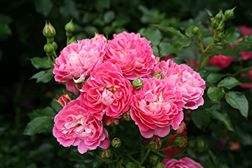 Zwergrose 'Charmant®' - ADR-Rose
