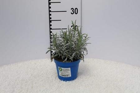 LAVANDA ANGUSTIFOLIA V. CM 14 3PIANTE