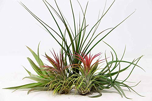 Biotope Aquatics Ltd - 5 Air Plants - Beginner Collection - Mixed Tillandsia - Strong Large Plants - Indoor House Airplants - House Purifying