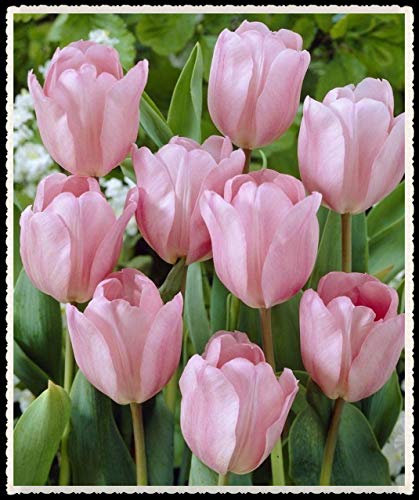 Tulip Bulbs-Romantic purple flowers, wonderful gardening planting flowers, surprise Valentine's Day gifts-20 Bulbi,Rosa:Seeds only