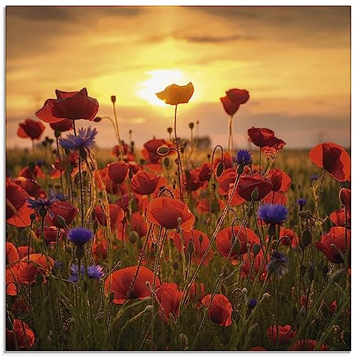 ARTland Wanddeko Glasbilder Wandbild Glas Bild einteilig 50 x 50 cm Botanik Blumen Mohnblume Foto Rot Mohnblumen im Abendlicht S9RX