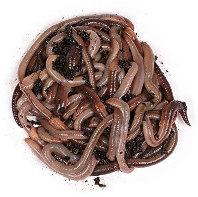 Natursache I Futterwürmer - Groß - für die Aufzucht von Fischen, Vögeln, Amphibien, Reptilien und Säugetieren (1000 STK./Box)