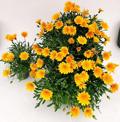 POWERS TO FLOWERS - GAZANIA ARANCIONE A PORTAMENTO STRISCIANTE, REPENS, 2 PIANTE, vaso 12cm Diametro, piante vere