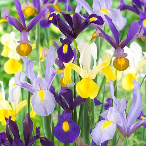 Bulbi Fiori Perenni da Esterno - 50 Bulbi Iris Olandesi Super - Mix di 5 varietà e colori - Piante esclusive dall’Olanda - per giardino e vaso (non semi, non artificiali)