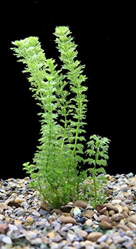 Live Aquarium Plants 'Limnophila Sessiliflora' (10x) Tropical Rooted Fish Tank Snail Free |Floratica|