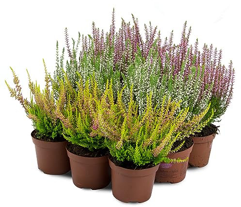 Besenheide Calluna Vulgaris Pflanze im Topf - Winterhart - Farbmischung (9 Stück / 3 Farben)