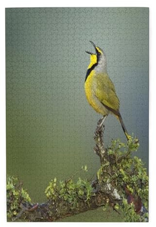 Koxitip Bokmakierie,Portable Wooden Jigsaw Puzzle for Adults,Bokmakierie Bird,Birthday Gift for Family and Friends,Green Plastic Box Storage 1000PCS