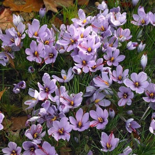 Bloomique - Mélange de 40 - Crocus Sativus - Crocus Safran - Bleu - Bulbes à Fleurs - Floraison d'Automne - Plantes Vivaces - Pousse jusqu'à 5-10 cm