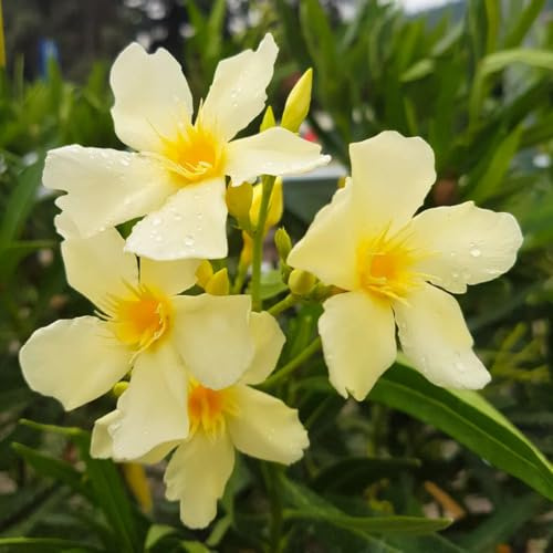 100pcs Oleander Flower Seeds