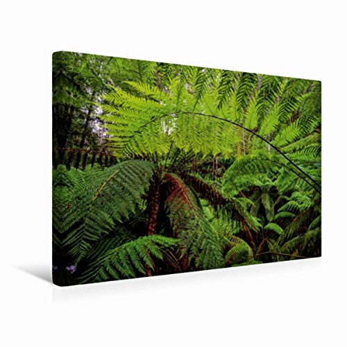 Premium Textil-Leinwand 45 x 30 cm Quer-Format Farn im Regenwald von Tasmanien | Wandbild, HD-Bild auf Keilrahmen, Fertigbild auf hochwertigem Vlies, Leinwanddruck von Sandra Schänzer