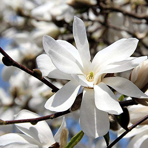Magnolia Loebneri 'Merrill'- Magnolia x loebneri 'Merrill' 50-60 cm en conteneur
