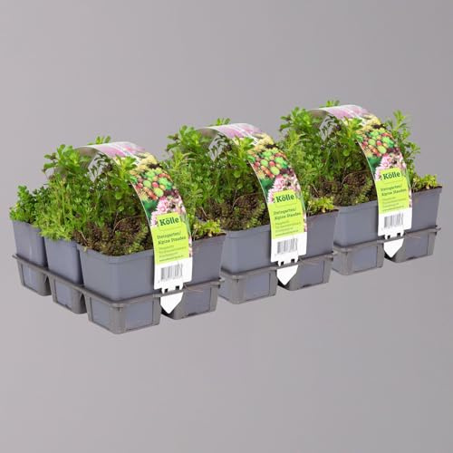 Sedum in verschiedenen Sorten im Mix-Set, Topf 7x7 cm, 2x 6 Pflanzen