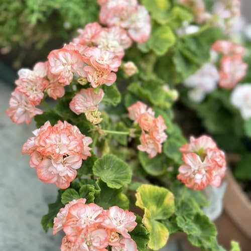 semi di geranio pendenti decorativi resistenti balcone geranio da giardino, balcone, decorazione soggiorno resistenti 10pcs