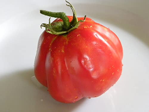 Tomate - Cuore Di Bue - Italienisch Ochsenherz Tomate 10+ Samen - RIESIG! P 095