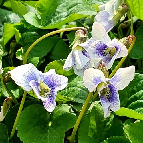 Duftveilchen kräuterpflanzen winterharte stauden für pralle sonne schnittblumen gartendeko für draußen kräutersamen bodendecker winterhart mehrjährig kräuterbeet indoor kräutergarten 350samen