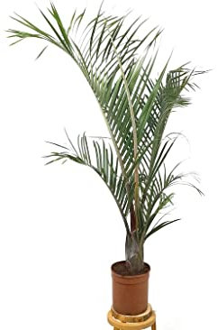 Garden Center Shop | Archontophoenix decaryi M21 120 cm | Palmera Natural Triangular de Madagascar | Follaje Exótico Vertical y Elegante | Ideal Interior y Exterior Sofisticado