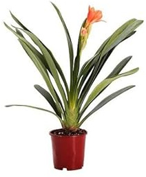 Clivia Natural Planta Conocida como Lirio de Bosque por sus Bellas Flores