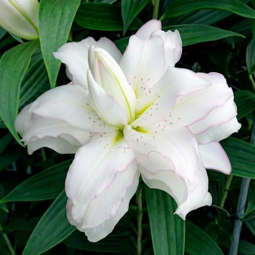 Lotus Lilies White Double (10 bulbos fragantes), bulbos de lirios perennes y resistentes, mezcla de Holanda para jardín y balcón (grandes, sin semillas)