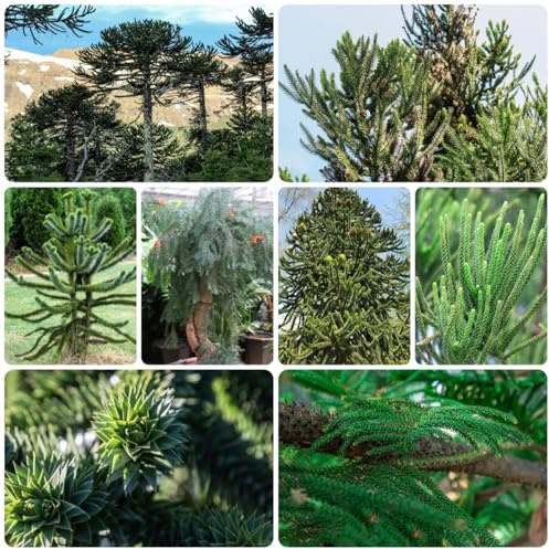 semi dell'di araucaria da balcone, Araucaria araucana, interno verdi, decorazioni da giardino per esterno 80pcs