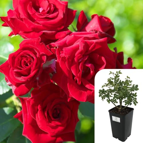 Climbing Rose ‘ENA Harkness’ – RHS Award-Winning Crimson Rose | Fragrant & Hardy | Long-Flowering Climber – 3L Live Potted Plant