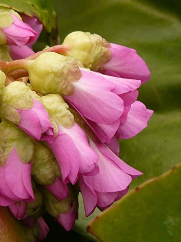 Bergenia Saxifragaceae Ten Rock Crushing Plant-20 Inch by 30 Inch Laminated Poster with Bright Colors and Vivid Imagery-Fits Perfectly in Many Attractive Frames