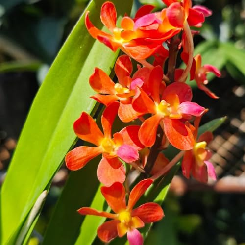 Semi di orchidea Vanda, regali per gli amanti del giardino da giardino roccioso regali sostenibili rare 50pcs