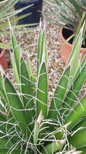 Yucca filifera/Yucca filifère/Godet/Plante pour jardin sec