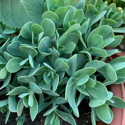 sedum semillas resistentes de balcón - raras - de jardin semillas decorativas jardín decorativas 200pcs