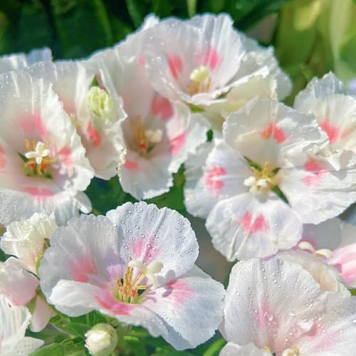 Semi di azalea estiva, esotiche d'appartamento copertura del terreno decorazione del soggiorno da giardino roccioso 10pcs