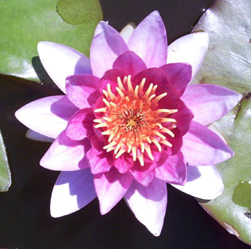 Teichpflanzen Seerosen : Nymphaea Seerose  Charles de Meurville  winterhart Pflanztiefe bis 150 cm