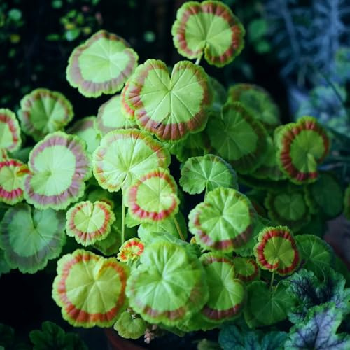 semi di geranio perenni - resistenti decorative da balcone giardino interno 80pcs