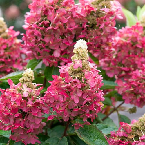 YouGarden Hydrangea 'Magical Vesuvio', Established Plant in 3 Litre Pot, Garden Colour, Easy To Grow, Hardy