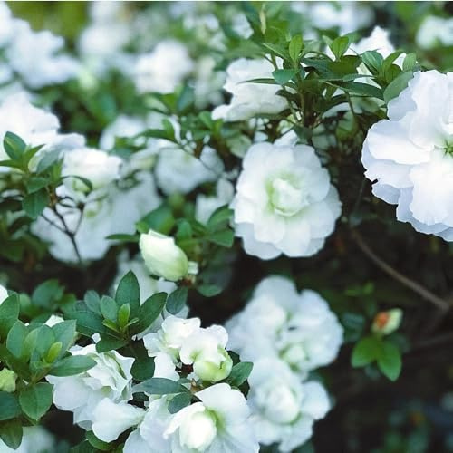 Semillas de azalea y rododendro, resistentes resistentes al aire libre de balcón, cortadas exóticas, primavera, 100pcs