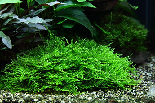 AquaOne Aquarium Pflanze In Vitro 3 Stück Taxiphyllum 'Spiky' 1-2-Grow | Moos Wasserpflanze Aquariumpflanzen Set Moose Becher Labor-Aquarienpflanzen