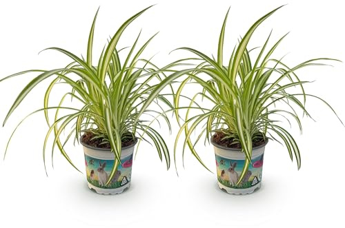 Green boutiQ - Plante d'intérieur - Chlorophytum comosum Variegatum - Herbe à chat - Amie des animaux - Panaché - 2 Plantes - Pot 12cm - Hauteur 25-30cm