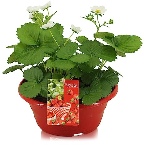 Fresa Planta Frutal Viva Cosecha Jugosa y Saludable en tu Hogar