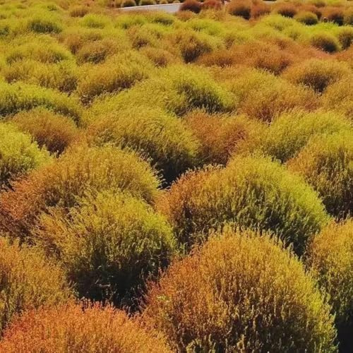 semi di cipresso estivo kochia scoparia biologici, piccolo davanzale di serra, rare da balcone resistenti perenni 1000pcs