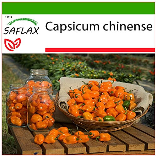 SAFLAX - Chile habanero amarillo - 10 semillas - Con sustrato estéril para cultivo - Capsicum chinense