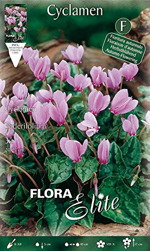 CICLAMINO CYCLAMEN HEDERIFOLIUM CONFEZIONE DA 3 BULBI BULBS BULBES