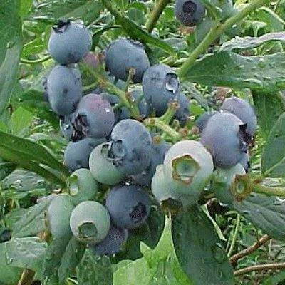 Vaccinium corymbosum Blueberry 'Septa' 15cm Pot Size