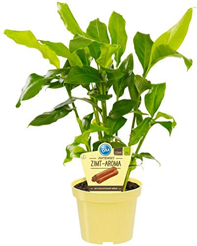 Bio Zimt-Aroma, (Elettaria cardamomum), Duftpflanze, Kräuter Pflanzen aus nachhaltigem Anbau